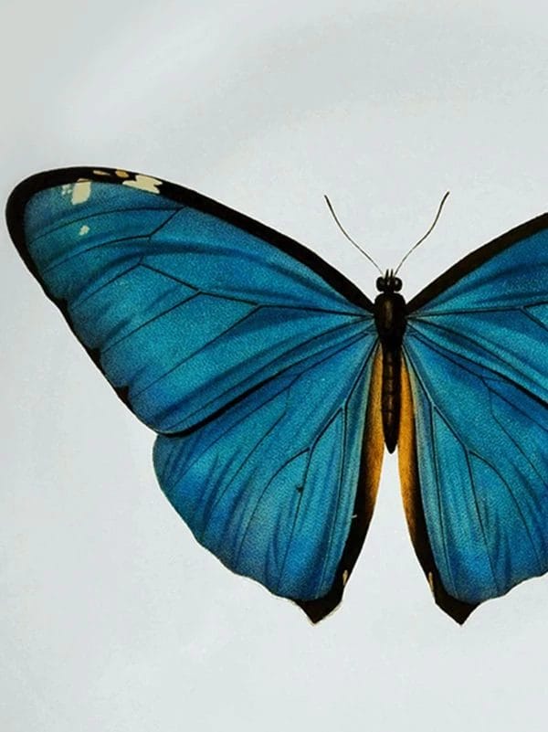 INP Insects Collection, Handpainted Ceramic Plate, Butterfly, Ø28 cm