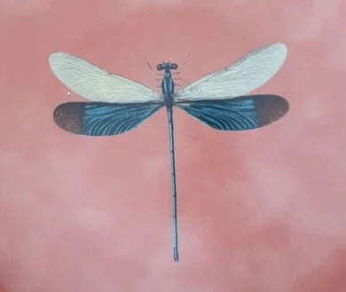 INP Insects Collection, Handpainted Ceramic Plate, Dragonfly, Ø21 cm