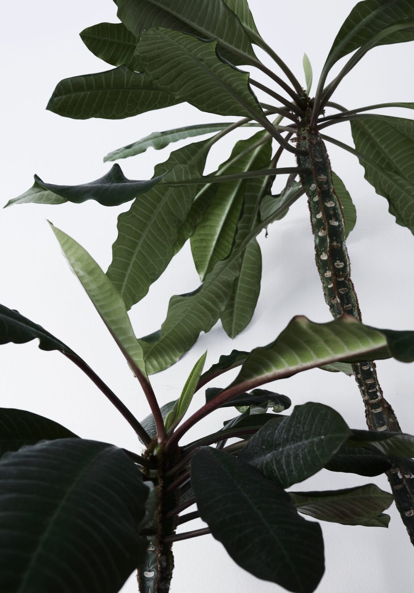 Green Home - Book - Image 3