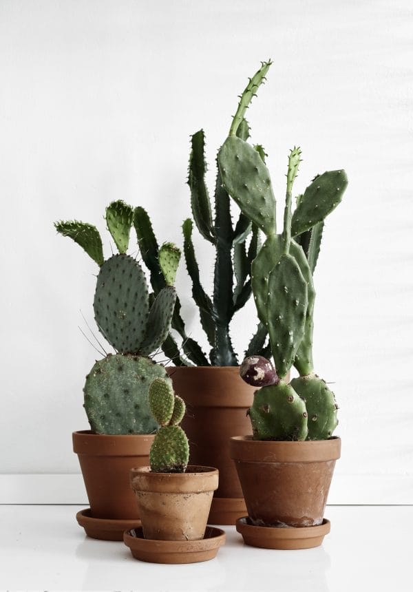Green Home - Book - Image 4