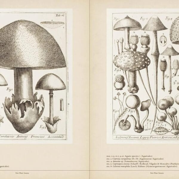 Mushroom Botanical Art – Book - Image 2