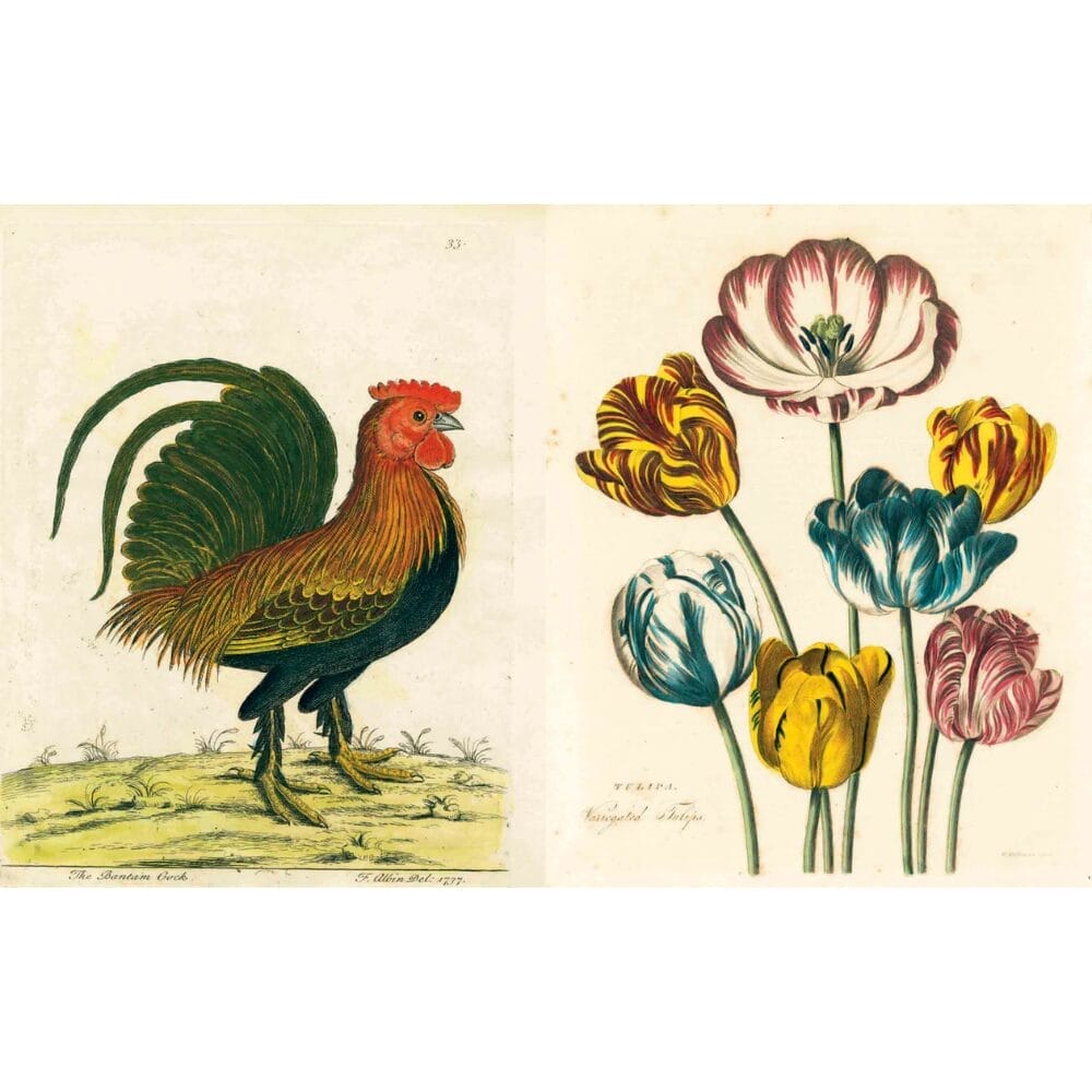 John Derian Picture - Book - Image 3