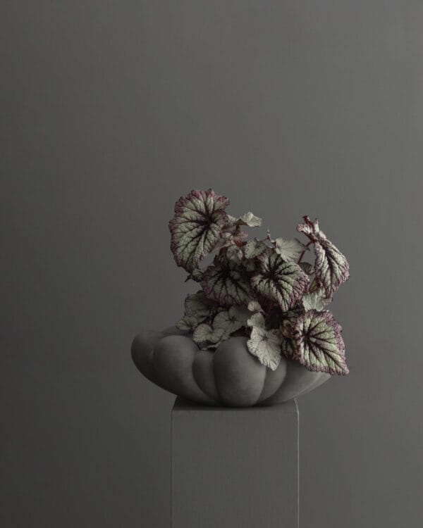 Bloom Tray, Medio - Dark Grey, L28,5 / W28,5 - Image 2